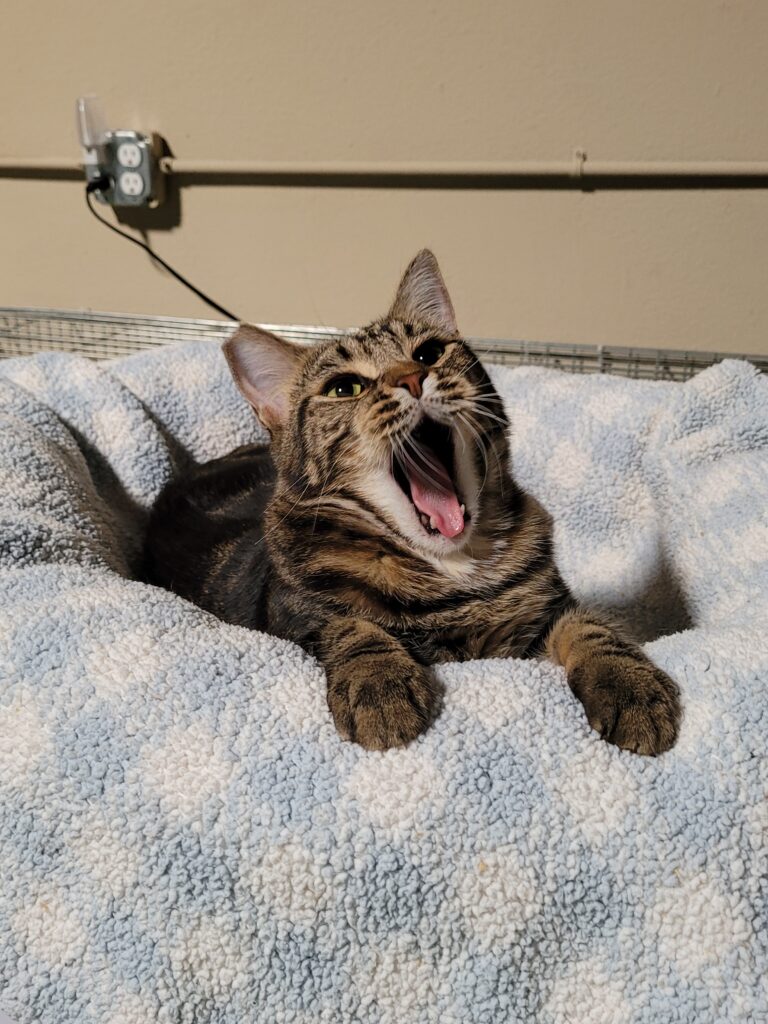 Firecracker Cat