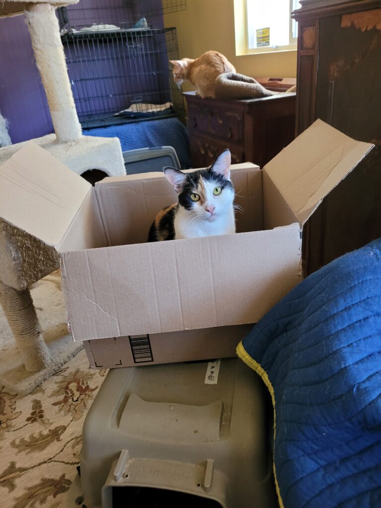 Jasmine Cat