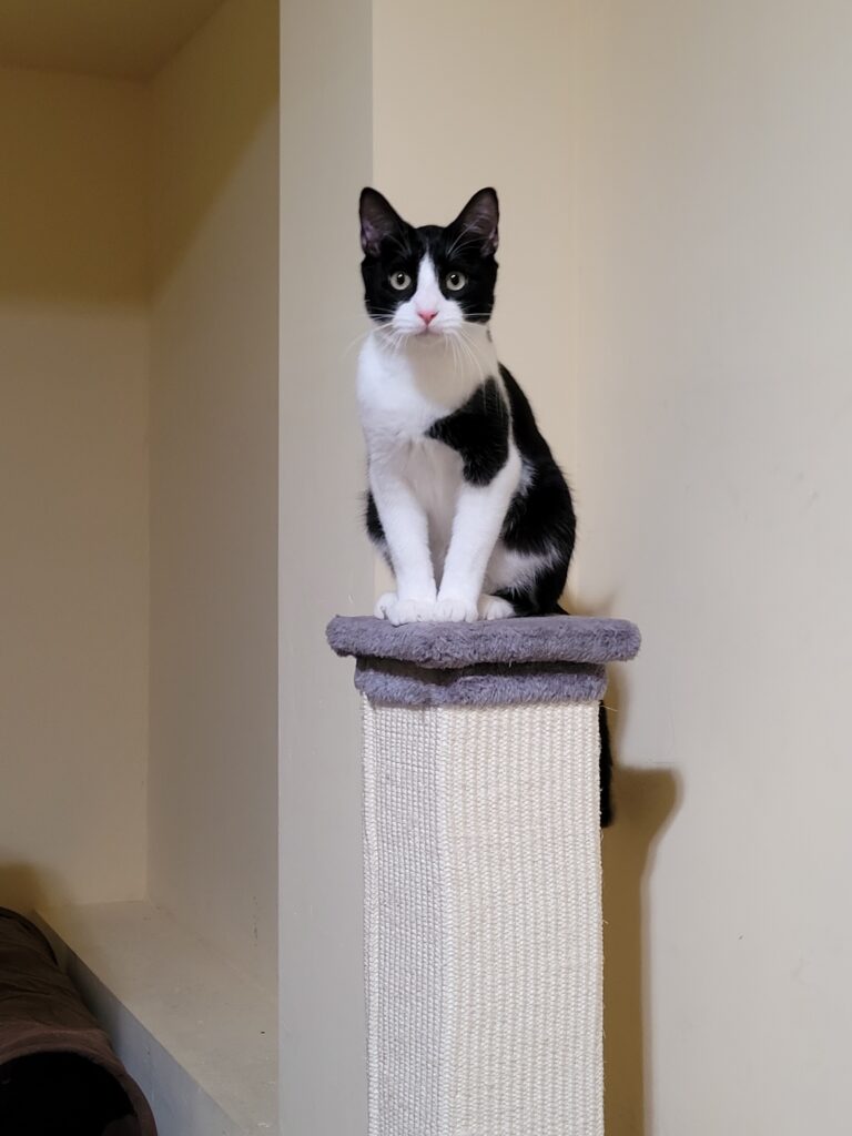 Jayden Kitten