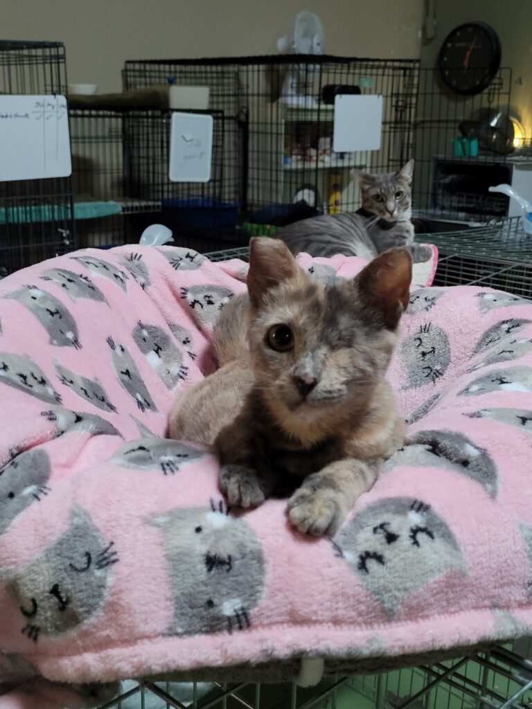 Luna Cat