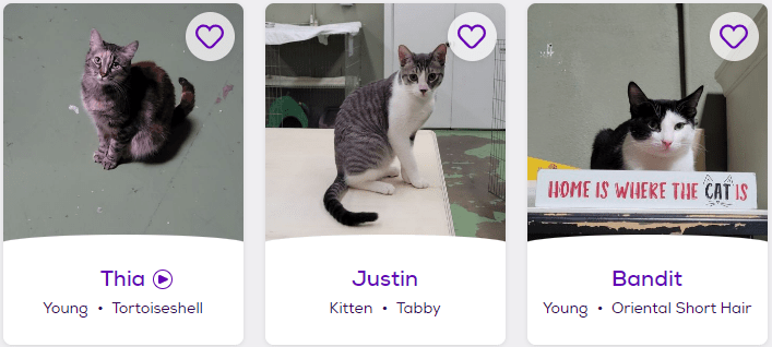 Petfinder Cat Adoption Pictures