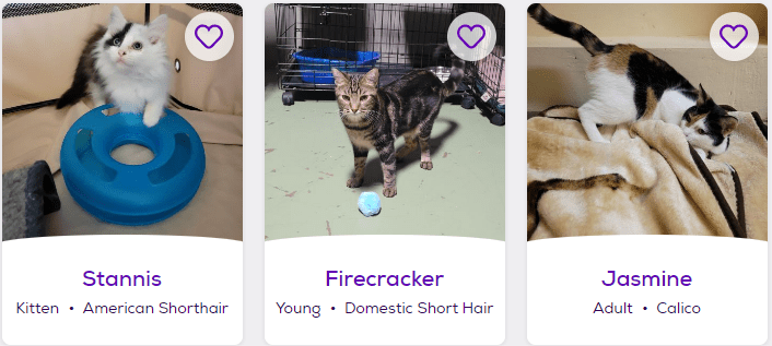 Petfinder Cat Adoption Pictures