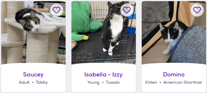 Petfinder pictures