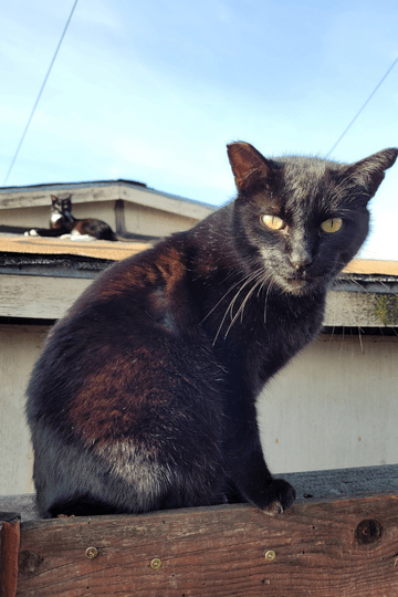 TNR Feral Cat Face