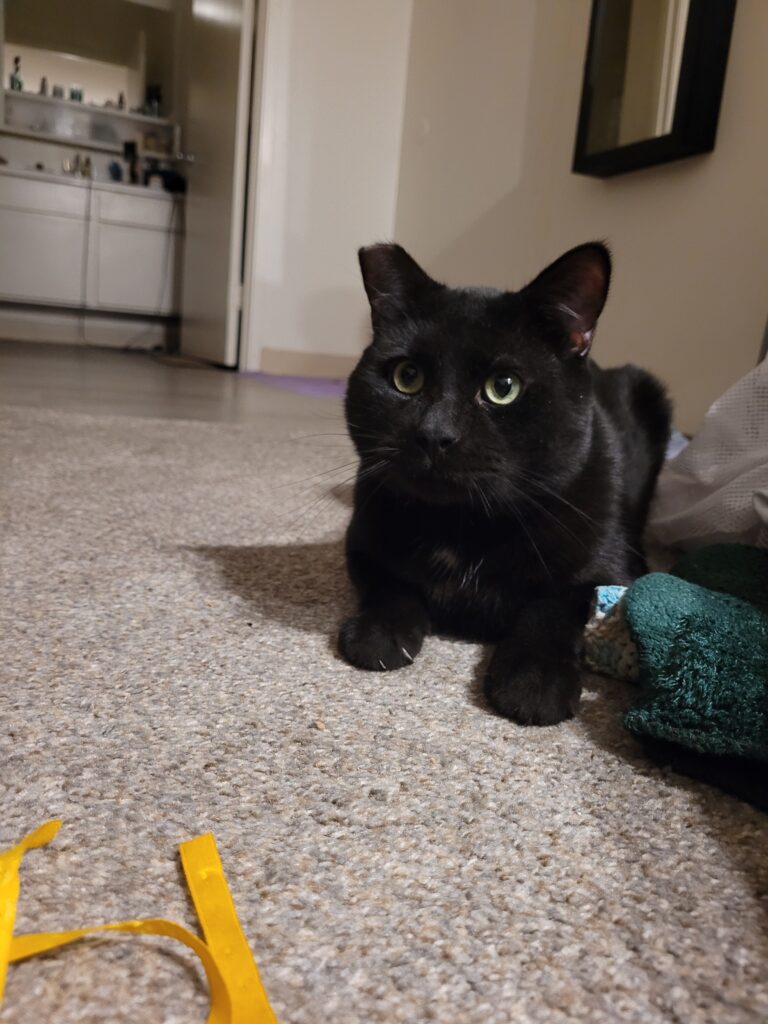 Tatum Black Cat