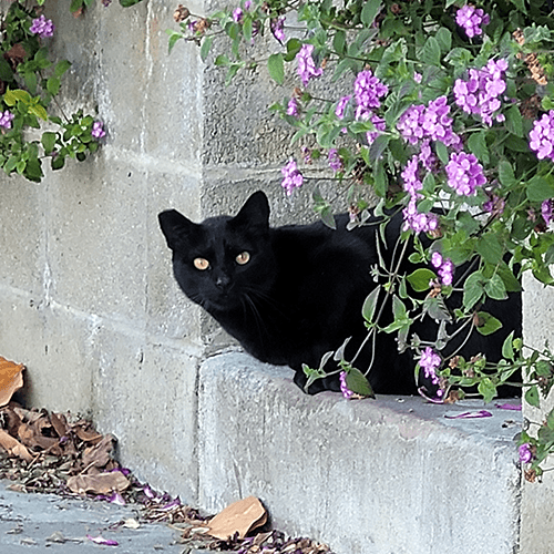 Black cat