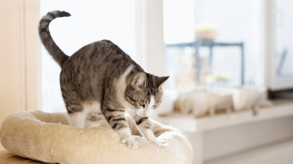 Cat Kneading