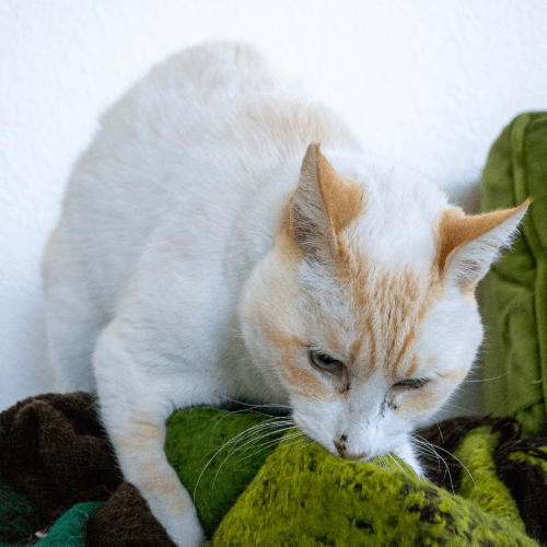Cat kneading biscuits