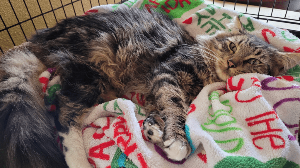 Shelter Cat Sleeping on Donated Blanket