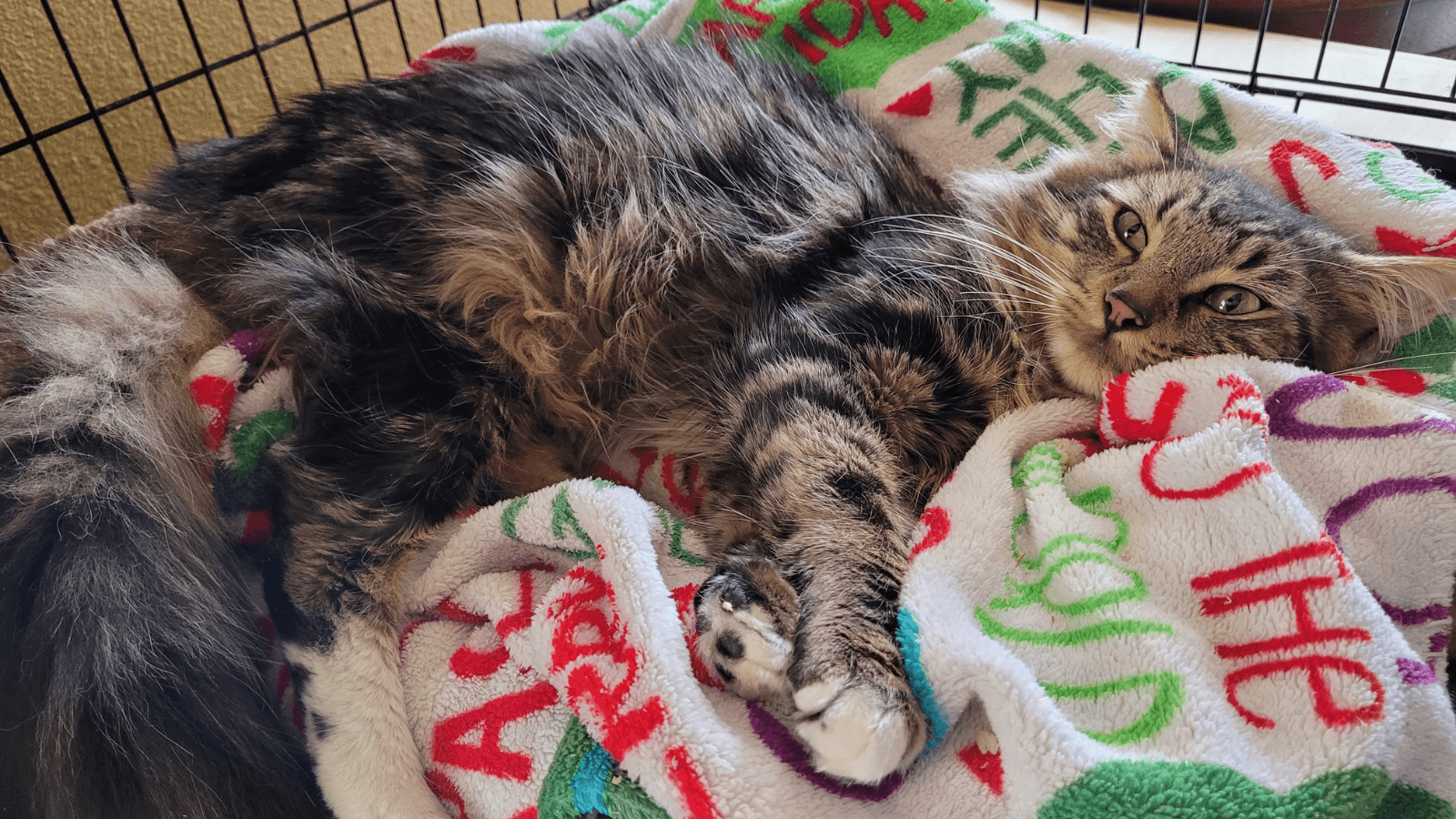 18 Donations Cat Rescues Need Most