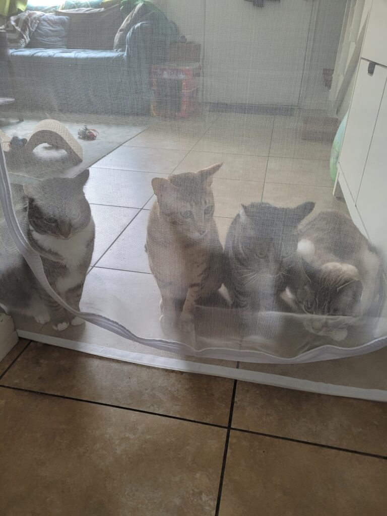 Cat screen separator