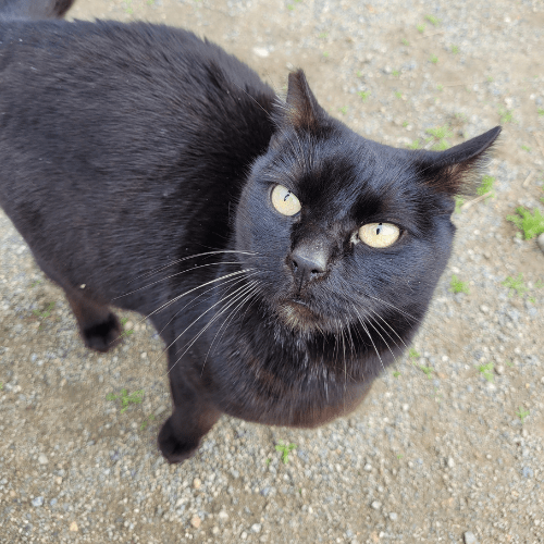 Hungry black cat outside