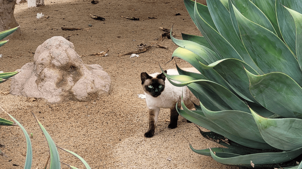 Cute cat in a yard