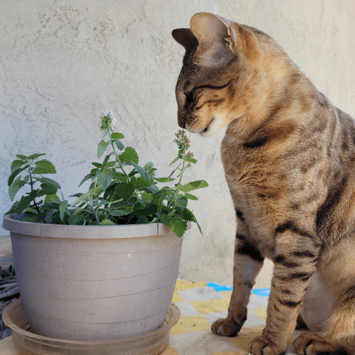 cat smelling plant