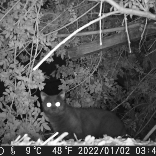 Trail Camera Recording Cat