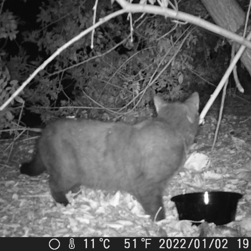 Trail Camera Recording Untipped Cat