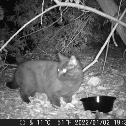 Trail Camera Recording Black Cat
