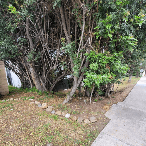 Trail camera cat trapping location