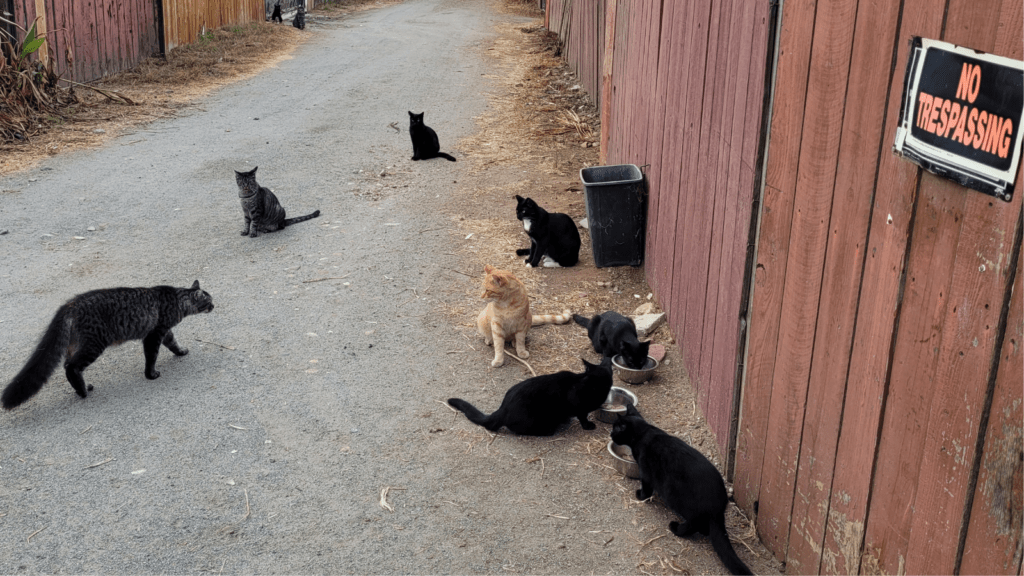 Alley Cats