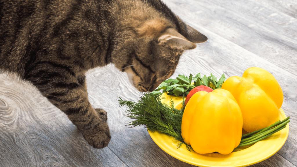 101-food-names-for-cats