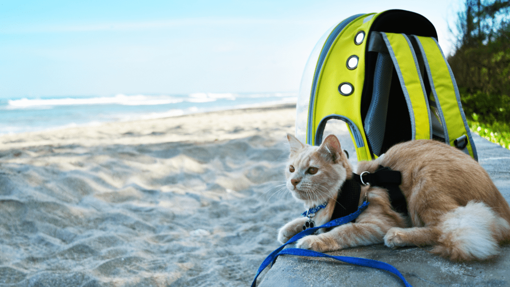 101 Travel Inspired Names for Cats