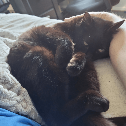 Adopted cat cuddling