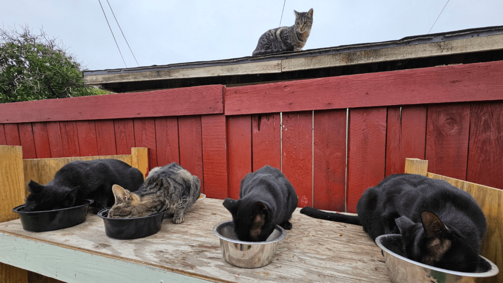 best TNR equipment. stray cats eating.