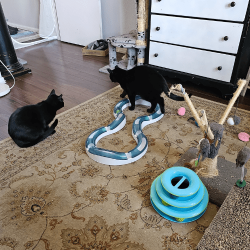 Cat Foster Room