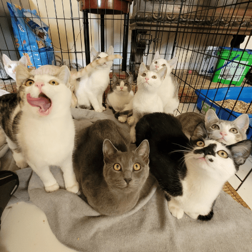 Crowded shelter kittens in kennel