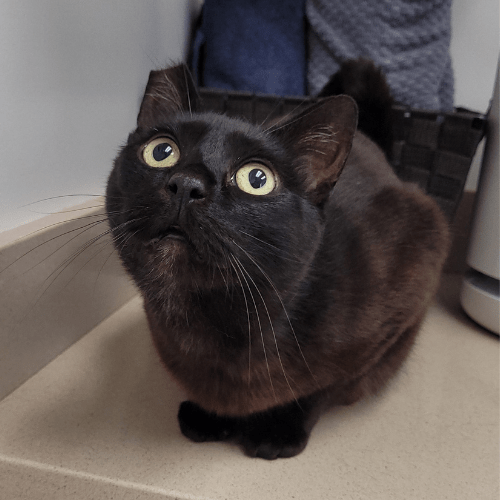 Foster a Cat