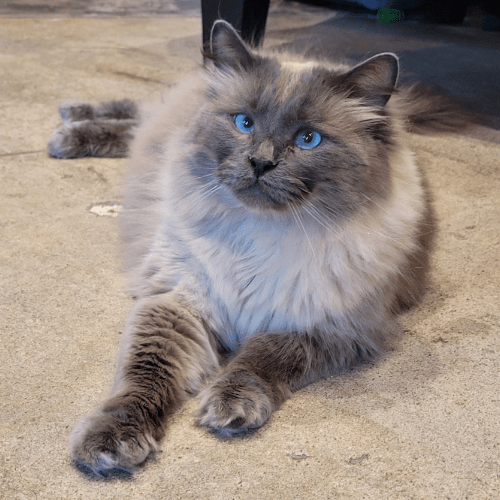 adopted purebred cat