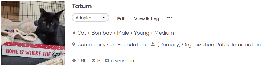 Tatum cat adoption profile