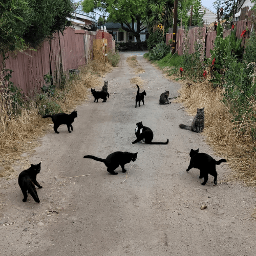 alley cats