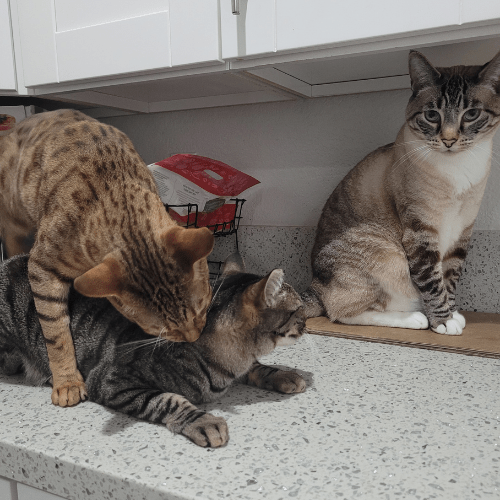 Alpha male cat and beta cat indoors