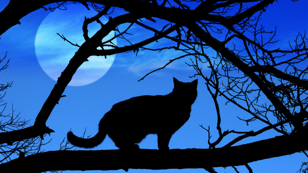 Are cats nocturnal