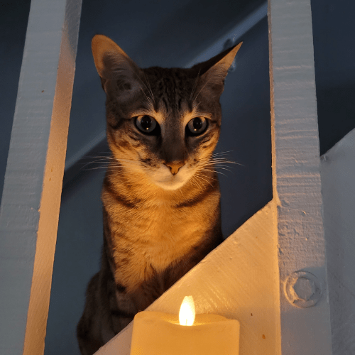 Night time cat with candle