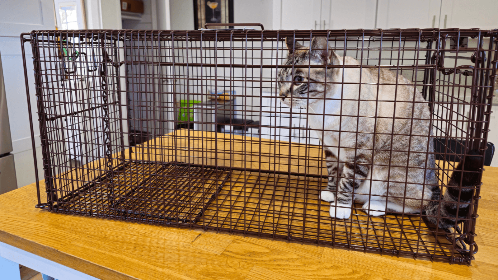 Tru Catch Cat Trap Review