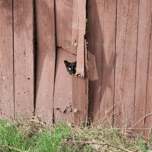 Stray cat looking through fence