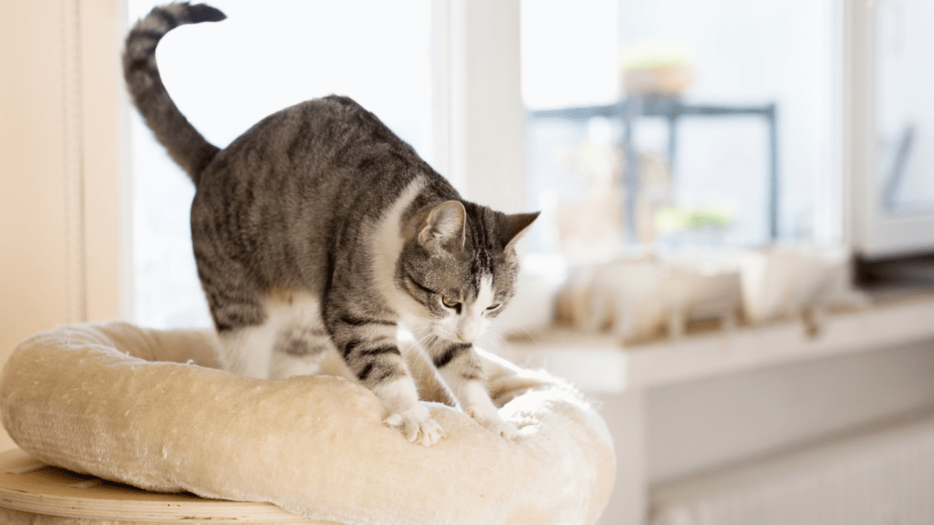 Cat making biscuits