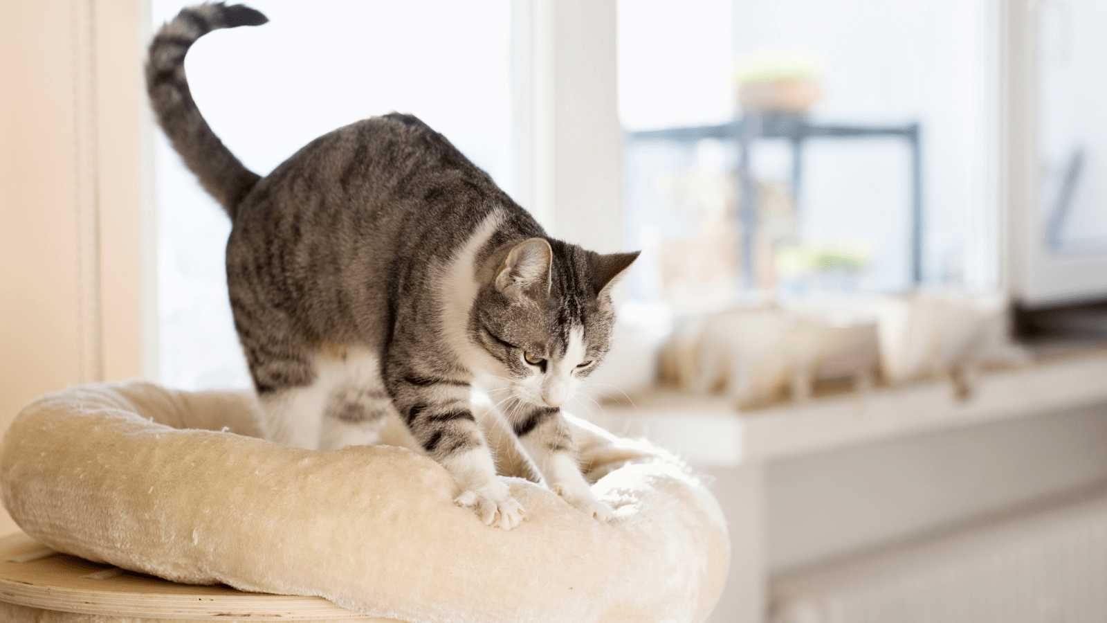 Why Do Cats Make Biscuits?