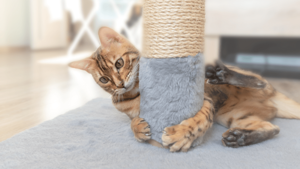 Cat playing with scratcher