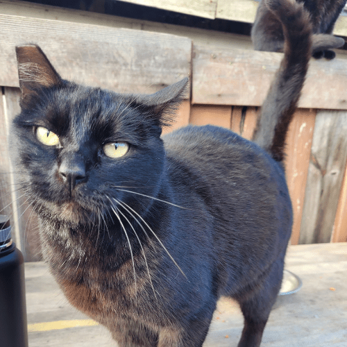 Cat with straight tail