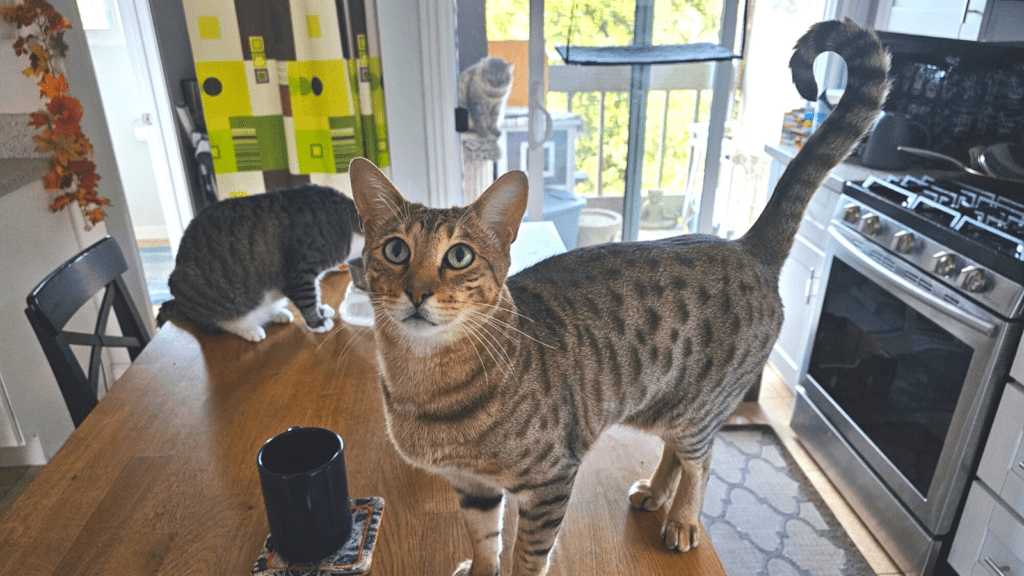 Cat with tail in a question mark position