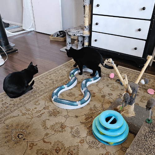 Cats playing in a foster cat room