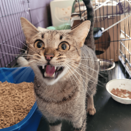 Aggressive cat in a kennel
