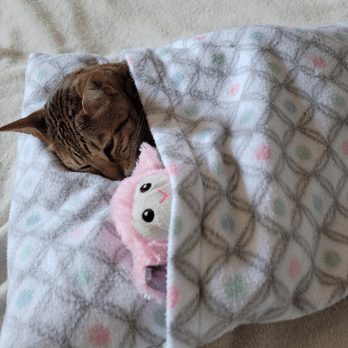 Cute cat sleeping in a pillow case