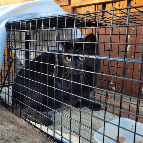Feral-cat-in-a-trap