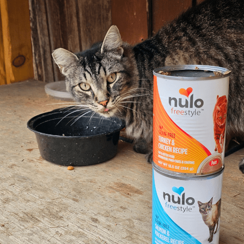 Feral cat eating