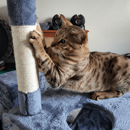 Foster cat scratching