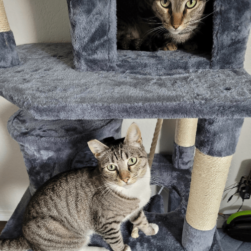 Foster cats playing in a cat tree
